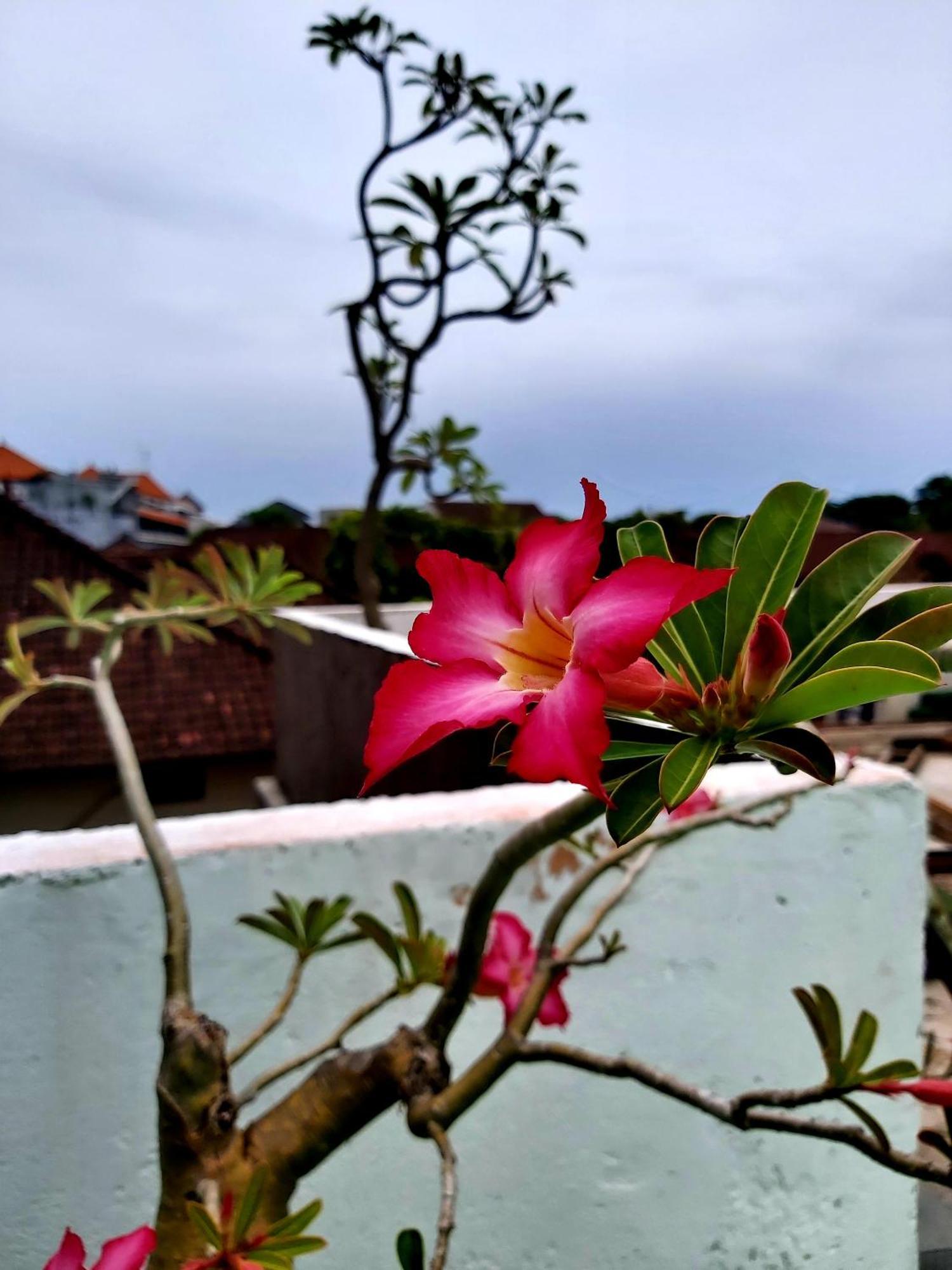 Genta House Hotell Kuta Lombok Eksteriør bilde
